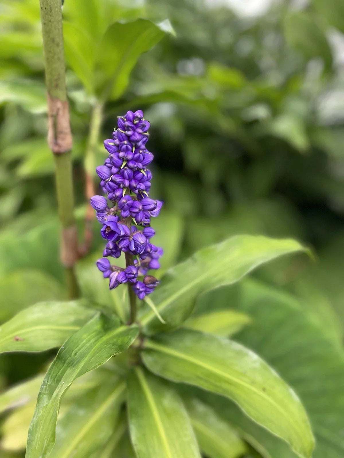 Blue Ginger Plant Cuttings 3 Pack - Dichorisandra thyrsiflora Tropical Garden Starter for Indoor & Outdoor Gardens