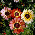Painted Daisy Wildflower Seeds 1/4 lb - Leucanthemum superbum - Everwilde Farms