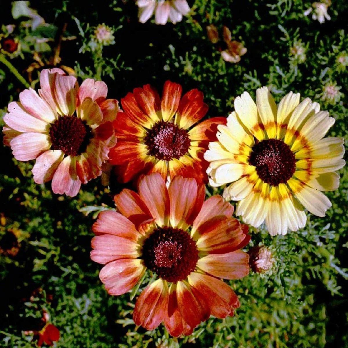 Painted Daisy Wildflower Seeds 1/4 lb - Leucanthemum superbum - Everwilde Farms
