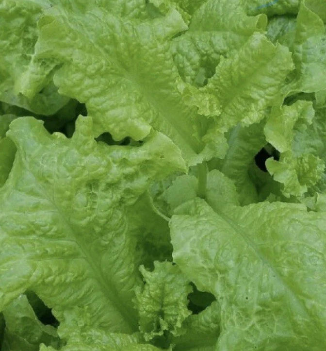 Black Seeded Simpson Lettuce Seeds - Non-GMO, 5000 Count, Lactuca sativa, Crisp Green Leafy Salad Greens