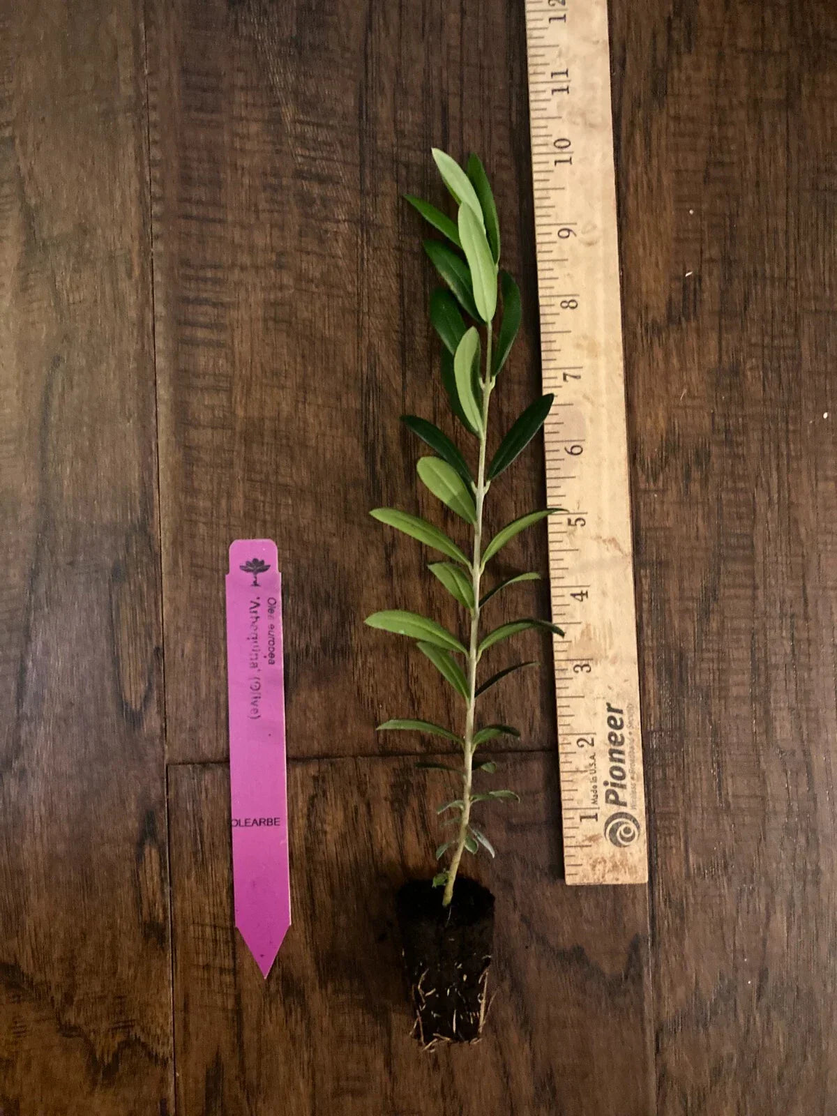 Arbequina Olive Tree Plug - Edible Olive Plant, Olea europaea, 4-8 Inches, Compact, Live TC Plant for Home Garden & Containers