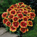 Dwarf Goblin Blanket Flower Seeds – Gaillardia aristata Perennial Native Flower – Non-GMO, 50 Seeds