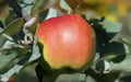 Baldwin Apple Seeds - 25+ Pack for Gardening - Malus domestica - USA Grown, Non-GMO, Easy to Grow