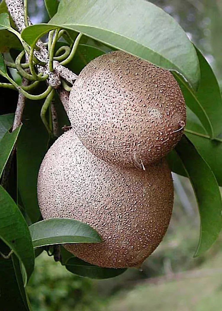 Sapodilla Tree Seeds - Manilkara zapota - Exotic Tropical Fruit Tree Seeds for Gardening & Landscaping