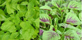 Amaranth Seeds 500+ Green Red Leaf Asian Chinese Spinach Yin Cho Callaloo Amaranthus tricolor