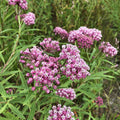 Swamp Milkweed Seeds Pack 30+ Asclepias incarnata Perennial for Butterflies and Bees, Native to USA