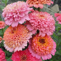 Zinnia Seeds - Pink Mix, Annual Flowering Plant, Zinnia elegans, Garden Planting, Butterfly Attractant, USA