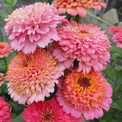 Zinnia Seeds - Pink Mix, Annual Flowering Plant, Zinnia elegans, Garden Planting, Butterfly Attractant, USA