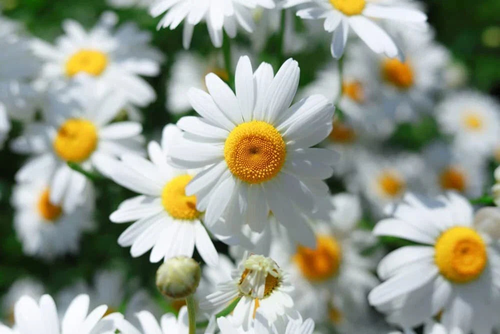 Roman Chamomile Seeds 500 Pack - Anthemis nobilis Organic Herb Garden Ground Cover
