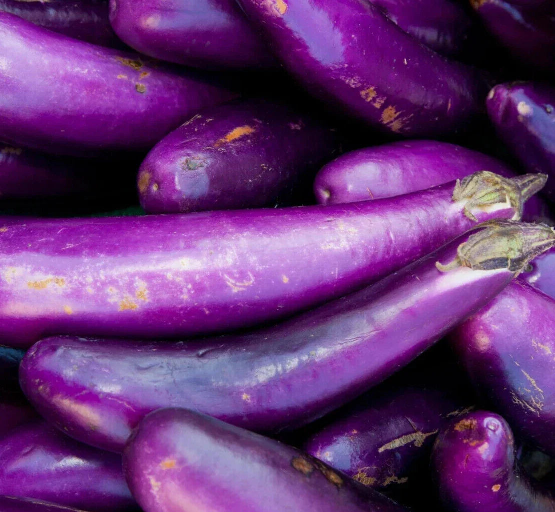 Long Purple Eggplant Seeds - 200+ Solanum Melongena Heirloom Vegetable Garden Pack