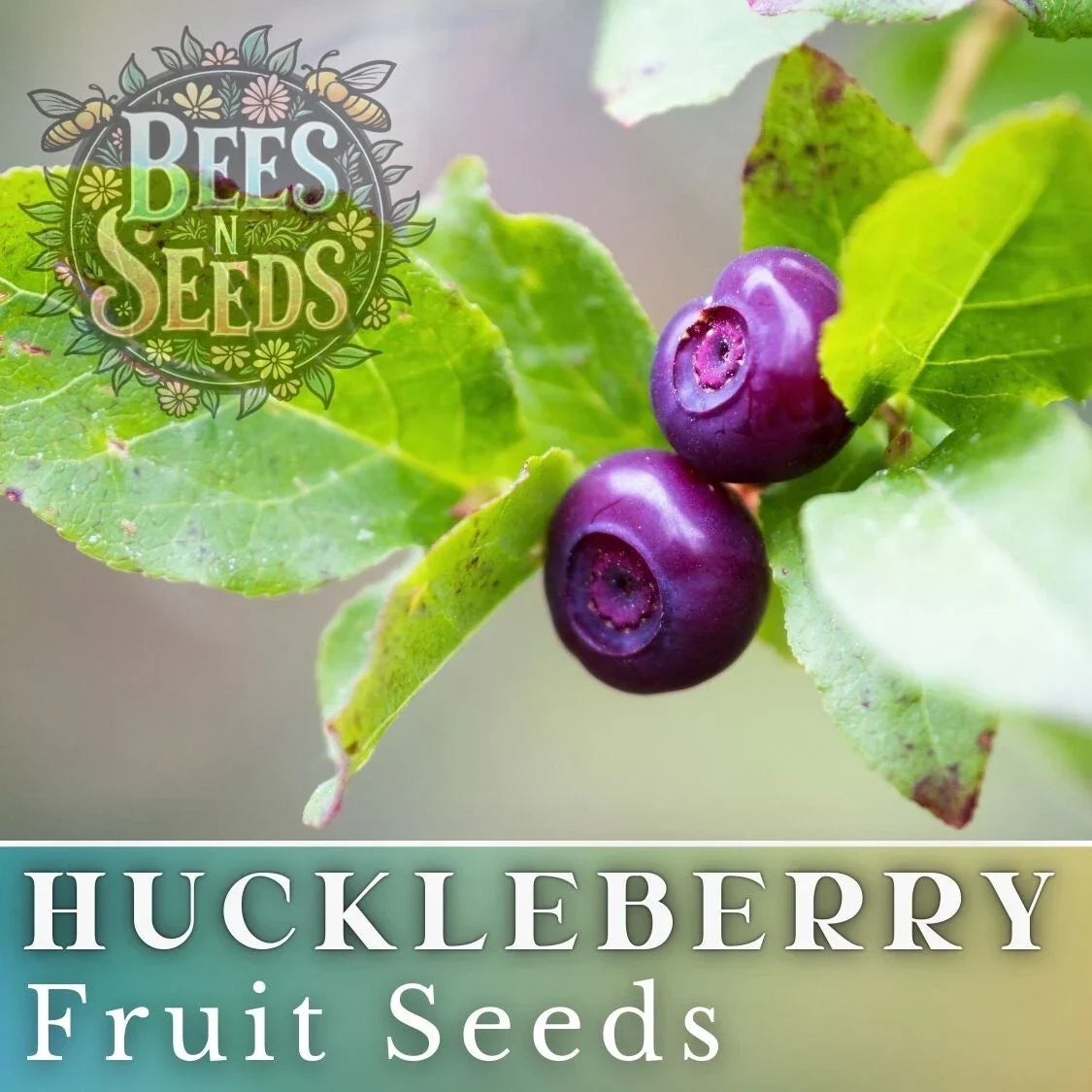 Glacier Huckleberry Seeds - Non-GMO Vaccinium membranaceum - Native North American Berry Seeds for Garden, Container & Landscape