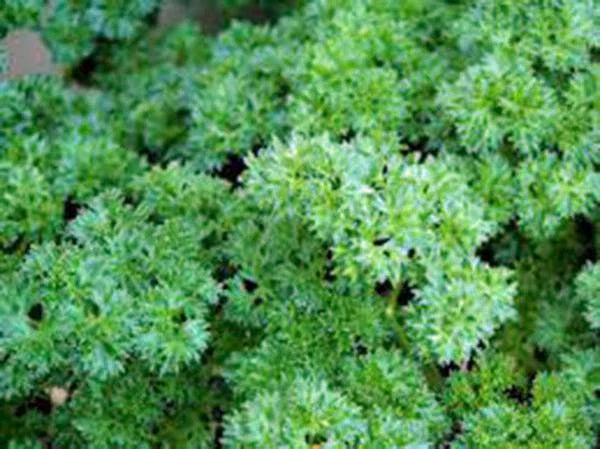 Heirloom Triple Curled Parsley Seeds, Non-GMO Petroselinum crispum, Culinary Garnishing, 25+ Seeds
