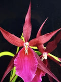 Small Bare Root Orchid Plant Mtssa Royal Robe - Miltonia x Brassia, Purple Flowers, Epiphytic Orchid