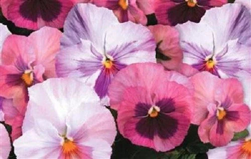 Pansy Seeds 50 Pack Delta Premium Pink Shades Viola tricolor Garden Flower Seeds for Borders & Containers