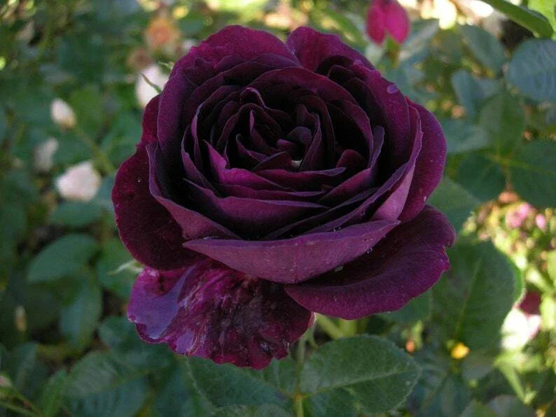 Dark Purple Rose Seeds - Perennial Bush Seeds for Garden Borders & Hedges - Rosa spp. - 10 Pack