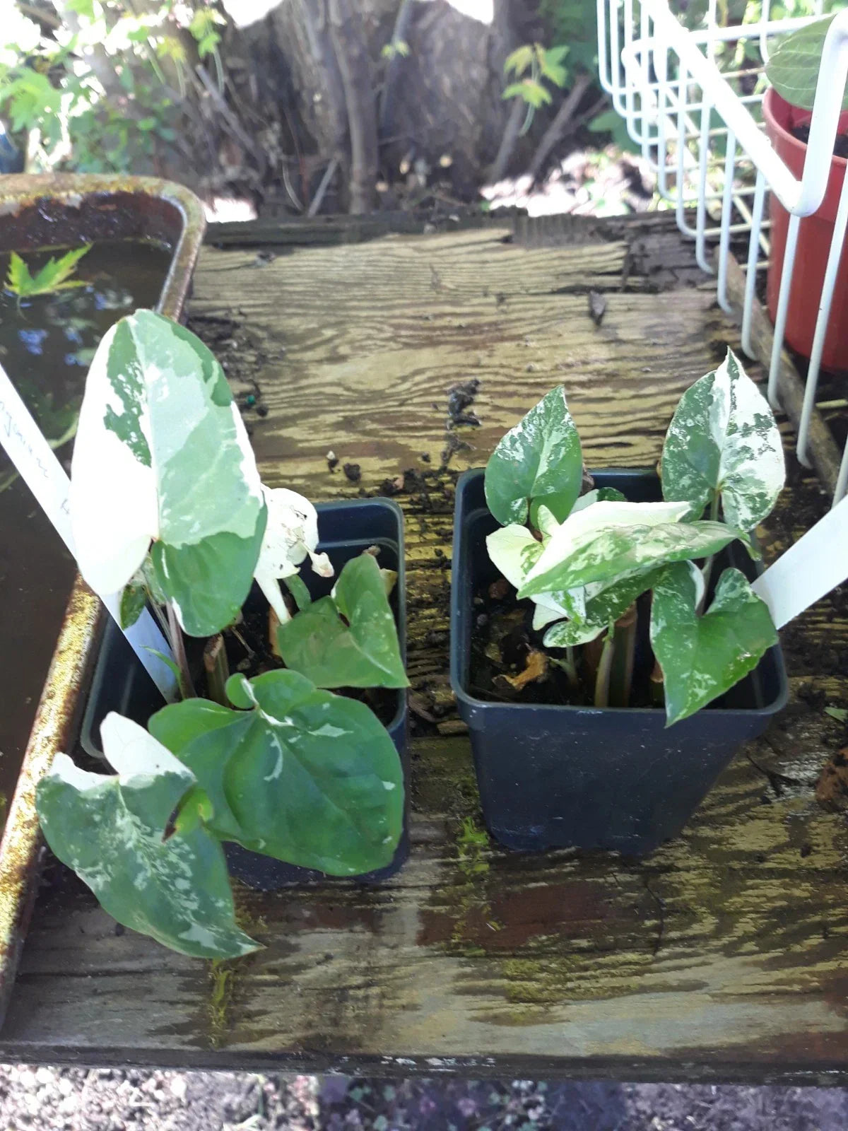 Variegated Arrowhead Vine Plant - Syngonium Albo Variegated Indoor Houseplant