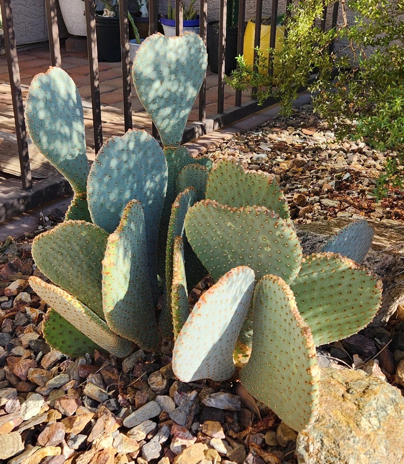 Live Cactus Pad Cutting - Beavertail Prickly Pear Opuntia basilaris Succulent for Garden & Indoor Decor