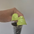 Neon Pothos Starter Plant in 2-Inch Pot | Epipremnum aureum Indoor Houseplant with Vibrant Green Foliage
