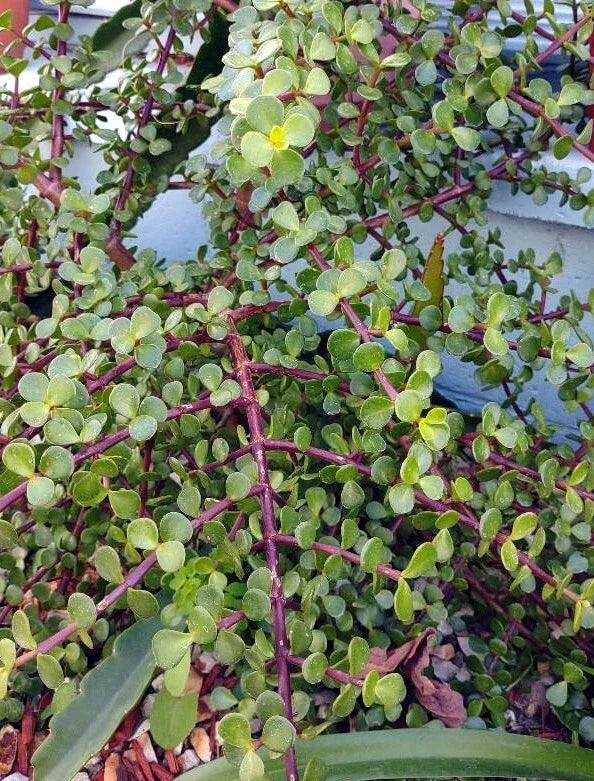 Cactus Cutting 4-6 inch Succulent Variety for Propagation, Indoor & Outdoor Gardening, Low Maintenance
