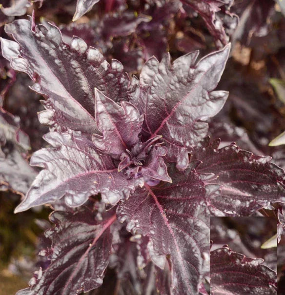 Purple Ruffles Basil Seeds - 500 Non-GMO Heirloom, AAS Award-Winning Ocimum basilicum for Culinary & Garden Use