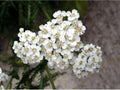 Yarrow Seeds - Perennial White Edible Medicinal Herb Pack of 100+ Achillea millefolium