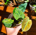 Rooted Philodendron Micans Variegated Pink Aurea Plant – Indoor Houseplant, Trailing, Easy Care, Air-Purifying, 4-Inch Pot