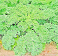Kale Seeds Dwarf Spring Mix Non-GMO Vegetable Garden Microgreens Brassica oleracea