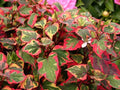 Bareroot Variegated Houttuynia Cordata Plants – Hardy Ground Cover, Live Perennial, Shade Tolerant, 15 Plants