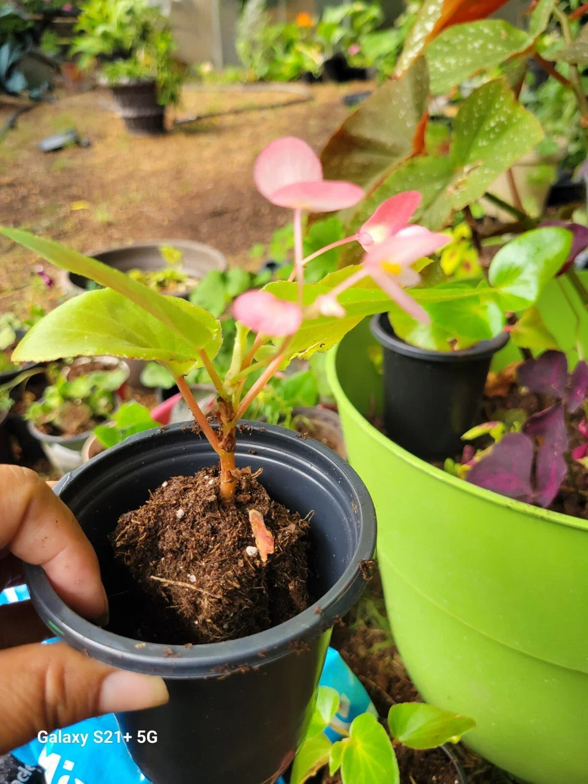 Begonia Grandis Pink Flower Perennial Plant – Shade Loving Woodland Container Foliage