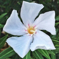 Oleander Live Cuttings 7 White Flower Shrub Nerium oleander Unrooted Plant for Garden or Patio