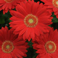 Deep Red Gerbera Daisy Seeds - 200+ Count - Garden Planting - Gerbera jamesonii - Vibrant Flower Seeds for Garden Beds & Containers