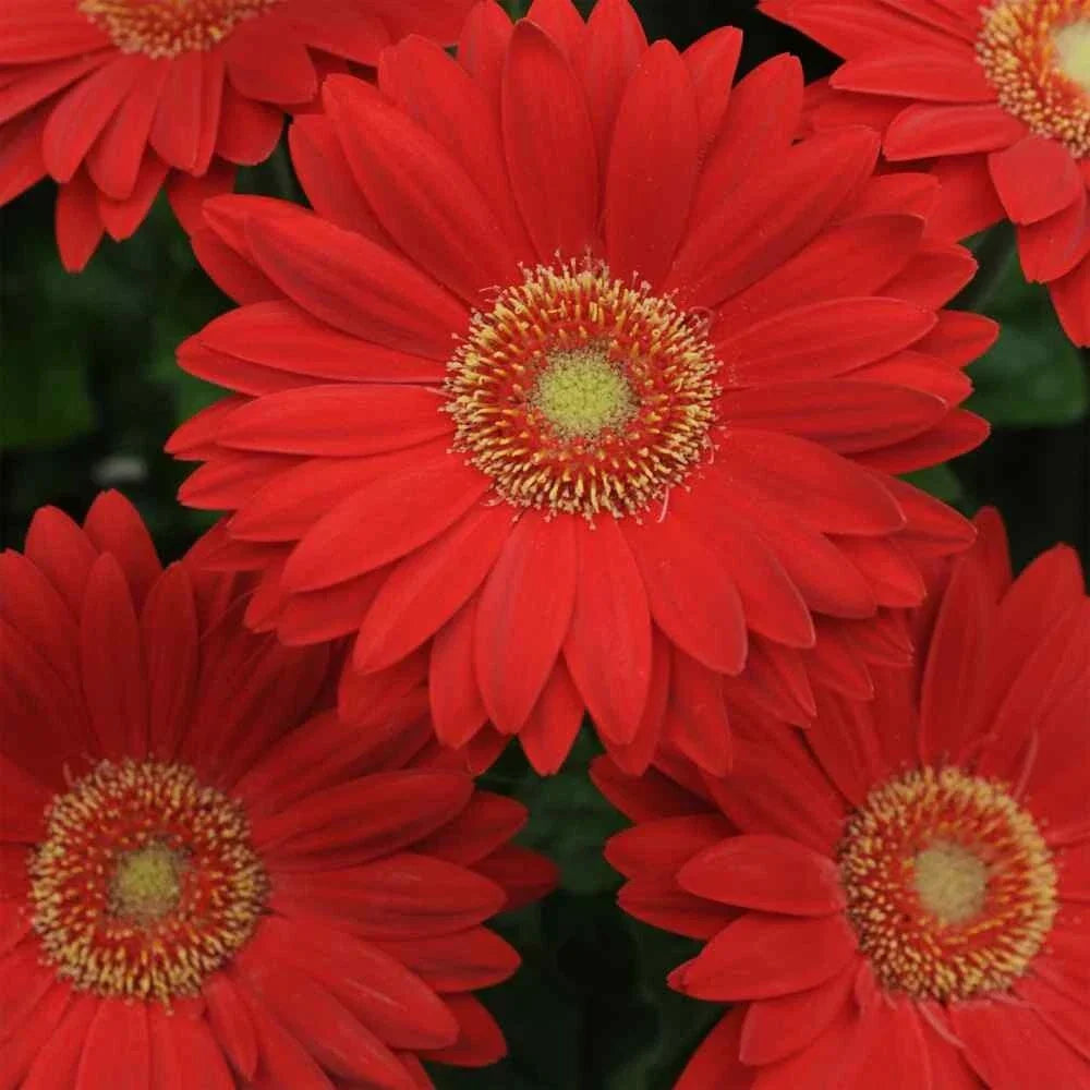 Deep Red Gerbera Daisy Seeds - 200+ Count - Garden Planting - Gerbera jamesonii - Vibrant Flower Seeds for Garden Beds & Containers