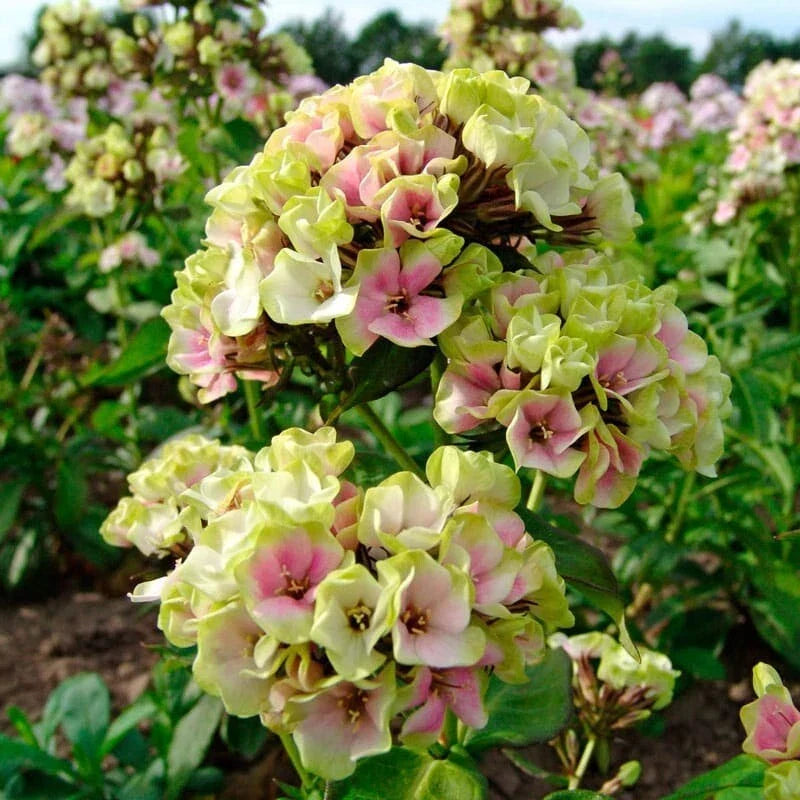 Cream De la Cream Phlox Seeds - Perennial Flower Seeds for Butterfly Gardens - Phlox paniculata