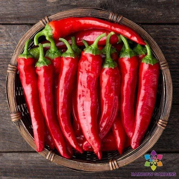 Red Cayenne Hot Pepper Seeds - 25+ Pack for Garden, Container, Capsicum annuum, Spicy Vegetable, USA Grown