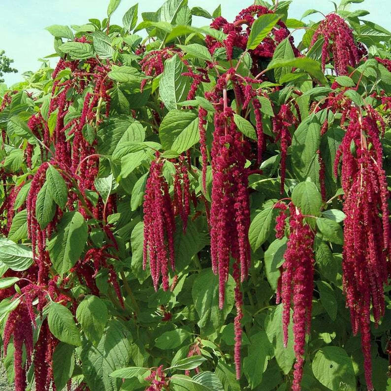 Amaranth Seeds 1000+ Love Lies Bleeding Non-GMO Annual Flower Seeds for Cut Arrangements, Amaranthus caudatus