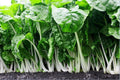 Fordhook Giant Swiss Chard Seeds - Heirloom, Heat Tolerant, Salad Greens, Beta vulgaris subsp. cicla, 2000 Seeds