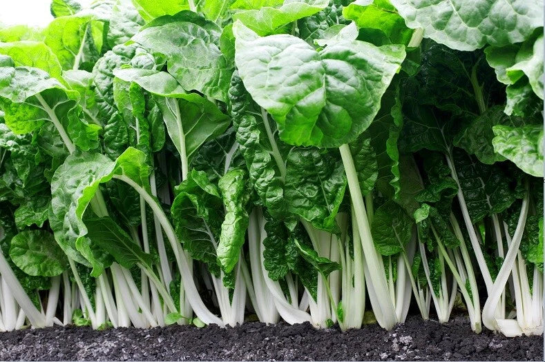 Fordhook Giant Swiss Chard Seeds - Heirloom, Heat Tolerant, Salad Greens, Beta vulgaris subsp. cicla, 2000 Seeds