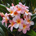 Pale Pink Plumeria Seeds - 5 Hawaiian Flower Seeds - Perennial Tropical Plant - Plumeria rubra