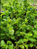 Live Peppermint Plants - Organic Mojito Mint Bare Root - Mentha x villosa Herb for Cooking & Cocktails