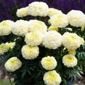 Dwarf White Gold Marigold Seeds – Organic Tagetes erecta Flower Seeds for Gardens & Pots, 50 Pack, USA Grown