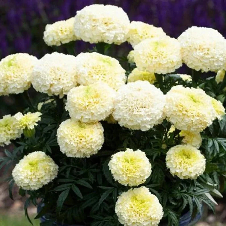 Dwarf White Gold Marigold Seeds – Organic Tagetes erecta Flower Seeds for Gardens & Pots, 50 Pack, USA Grown