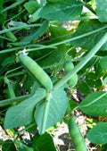 Heirloom Peas Seeds - Early Alaska Variety - 100+ Pisum sativum for Fresh Eating & Canning, Climbing Vine, Non-GMO Seed Pack