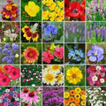 Wildflower Seed Mix - 5000 Non-GMO Heirloom Perennial Blend for Pollinator Gardens and Eco-Friendly Landscapes
