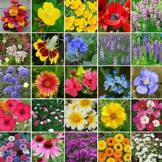 Wildflower Seed Mix - 5000 Non-GMO Heirloom Perennial Blend for Pollinator Gardens and Eco-Friendly Landscapes