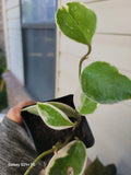Hoya Carnosa 'Krimson Queen' Live Plant 4-Inch Pot, Variegated Foliage, Indoor Houseplant, Trailing Wax Plant