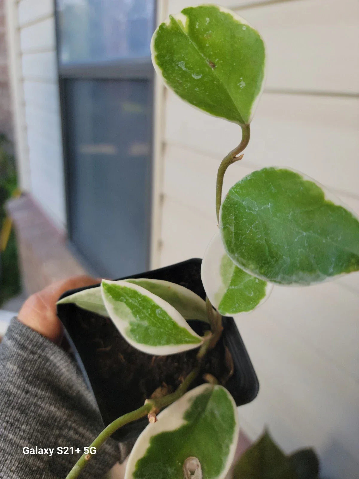 Hoya Carnosa 'Krimson Queen' Live Plant 4-Inch Pot, Variegated Foliage, Indoor Houseplant, Trailing Wax Plant
