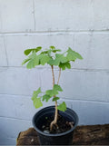 Ginkgo Tree Live Plant 6-40" Ginkgo biloba Deciduous Shade Tree for Garden & Landscape