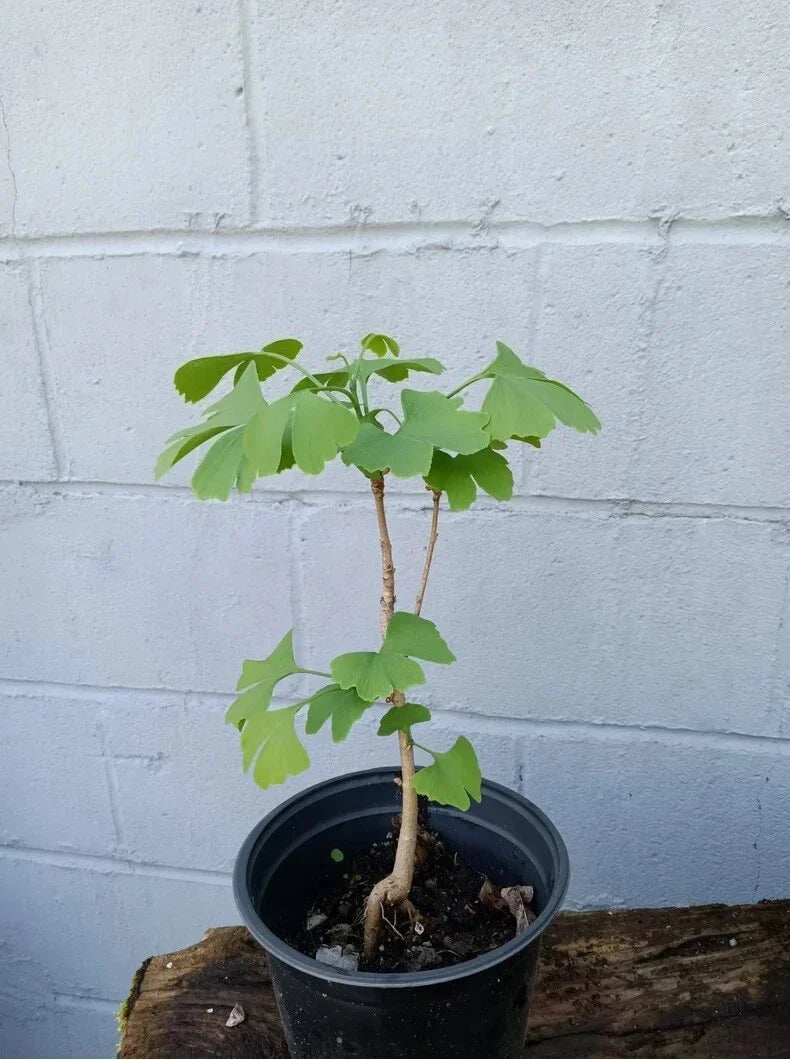Ginkgo Tree Live Plant 6-40" Ginkgo biloba Deciduous Shade Tree for Garden & Landscape