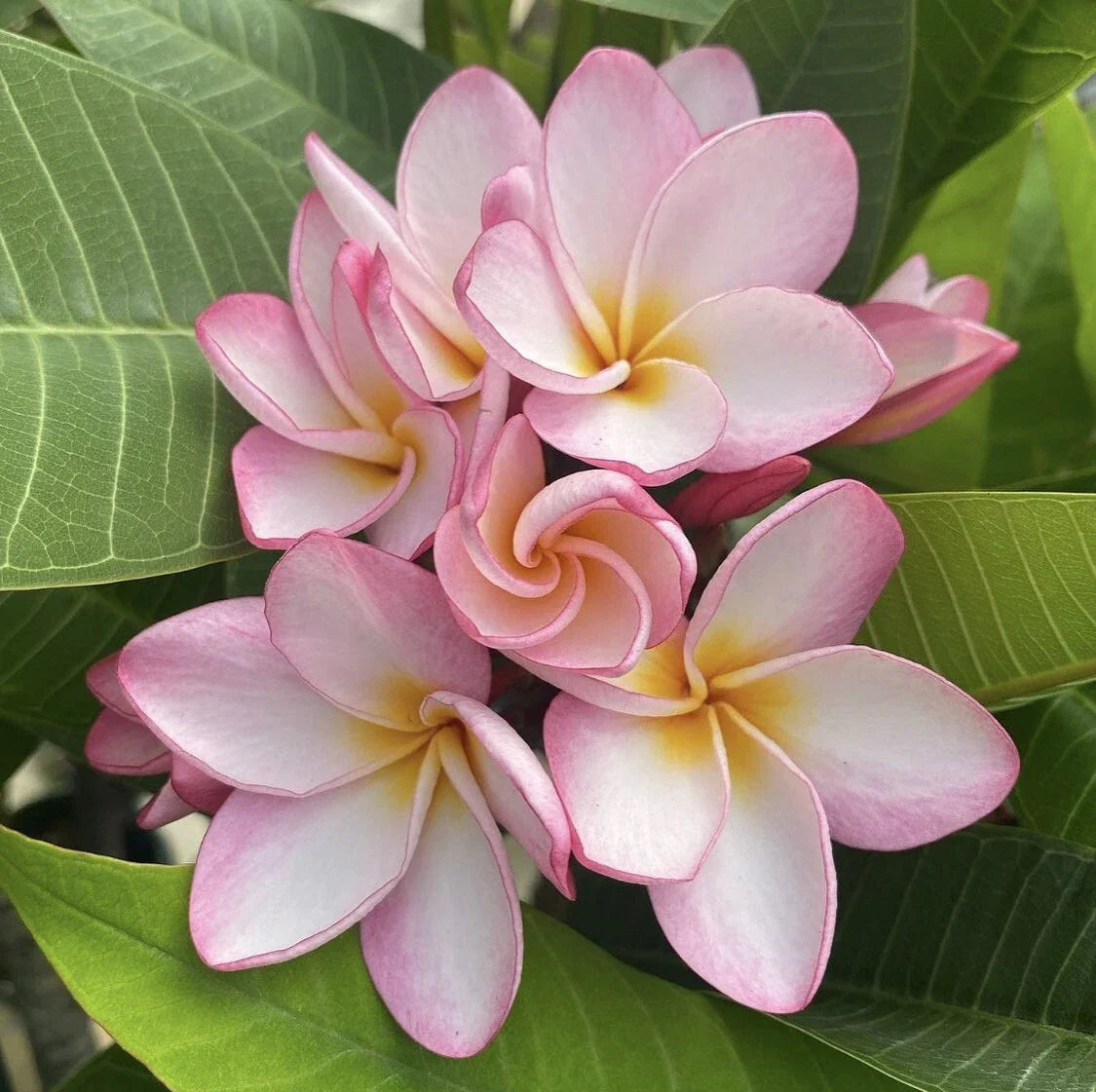 Rooted Plumeria Cutting Maui Breeze 17" with Tips - Plumeria rubra Tropical Garden Indoor Outdoor