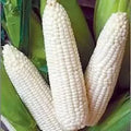 Heirloom White Corn Seeds 500+ Non-GMO Organic Zea mays for Home Garden & Farming